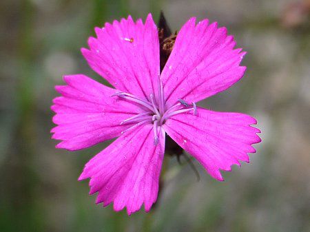 Carthusian pink 3