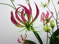 �O�����I�[�T�iGloriosa�j