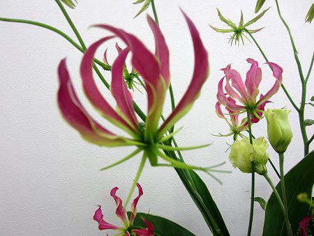 �O�����I�[�T(Gloriosa)