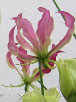 �O�����I�[�T(Gloriosa)
