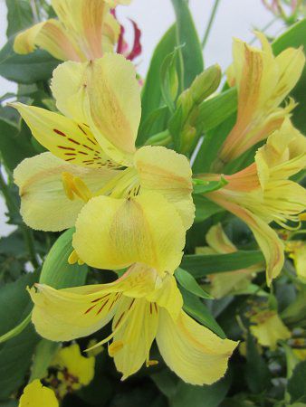 �A���X�g�������A�iAlstroemeria�j