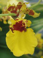 �I���V�W���E��(Oncidium)