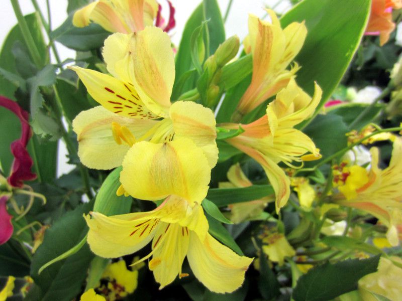 �A���X�g�������A�iAlstroemeria�j