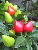 �Ϗܗp�g�E�K���V