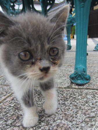 �s�@���ȔL