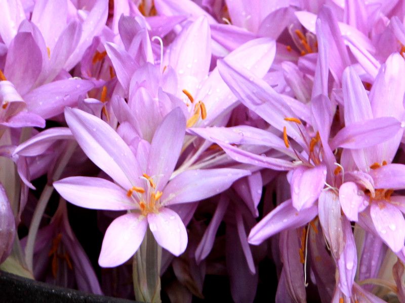 �R���`�J���iColchicum)
