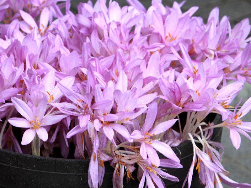 �R���`�J���iColchicum)