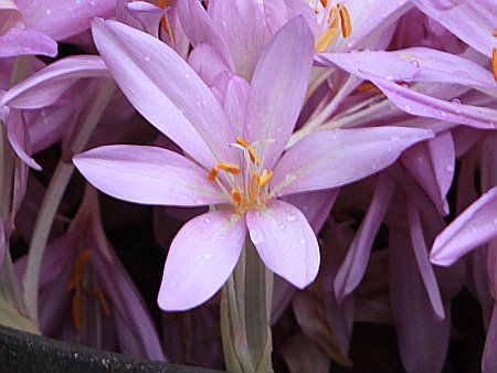 �R���`�J���iColchicum)