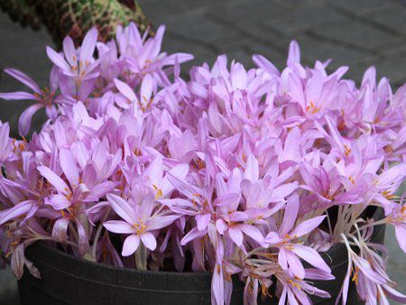 �R���`�J���iColchicum)2
