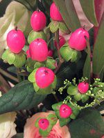 �q�y���J���E�A���h���T�G�}��