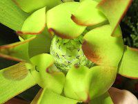 �v���e�A(Protea)