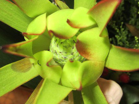 �v���e�A(Protea)