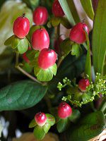 �q�y���J���E�A���h���T�G�}��