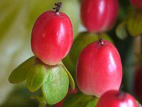 �q�y���J���E�A���h���T�G�}��