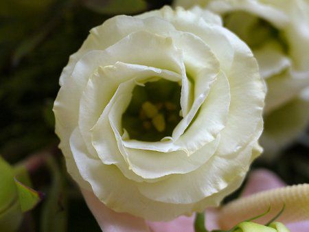 �g���R�M�L���E(�y���Ëj�[)