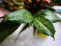 �h���Z�i�E�S�b�h�Z�t�B�A�i(Dracaena godseffiana)