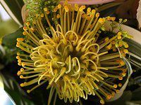 �s���N�b�V����(Pincushions)