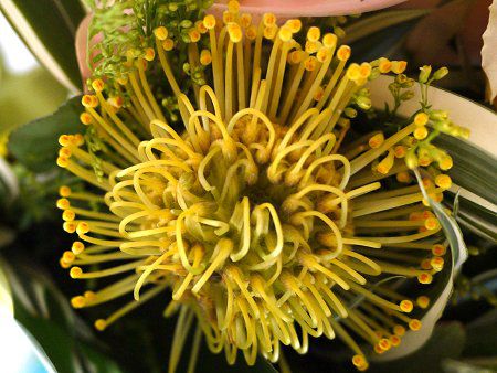 �s���N�b�V����(Pincushions)
