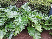 �A�J���T�X(Acanthus)
