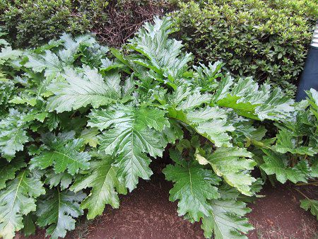 �A�J���T�X(Acanthus)