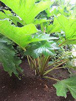 �A�J���T�X(Acanthus)