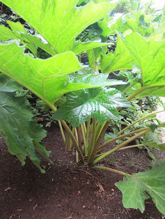 �A�J���T�X(Acanthus)