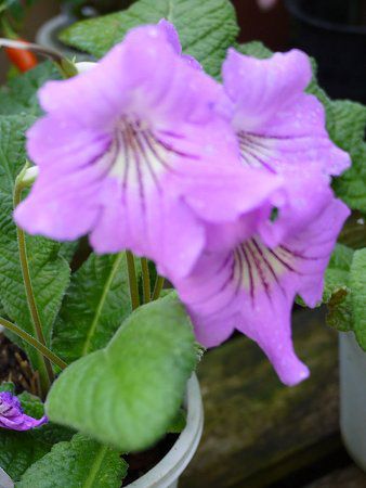�X�g���v�g�J�[�p�X(Streptocarpus)