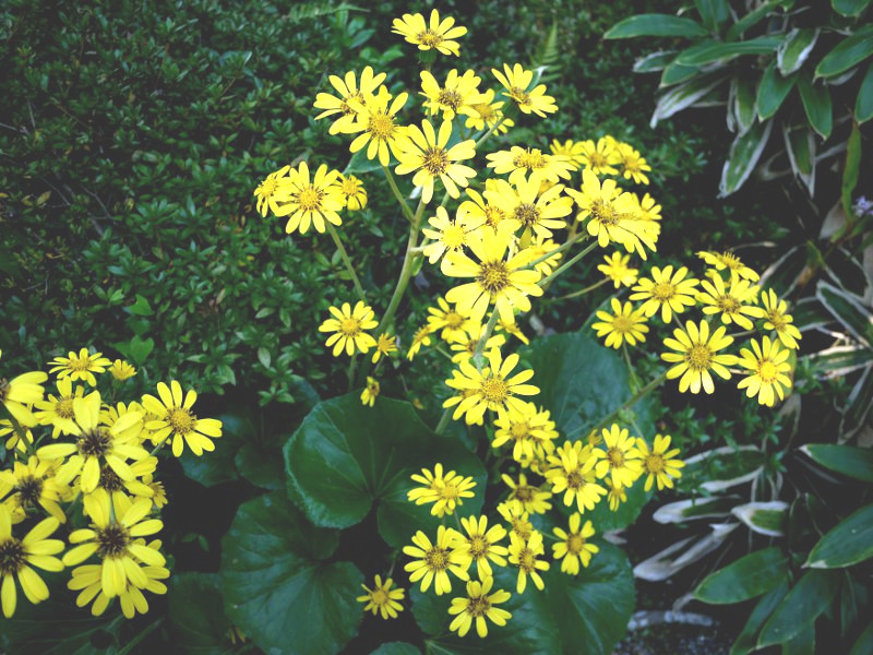 �c���u�L