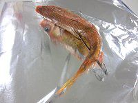 �n�c�����n��