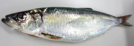 ��1031_1
