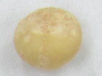 �}�J�f�~�A�i�b�c(Macadamia nut)