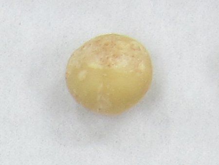 �}�J�f�~�A�i�b�c(Macadamia nut)