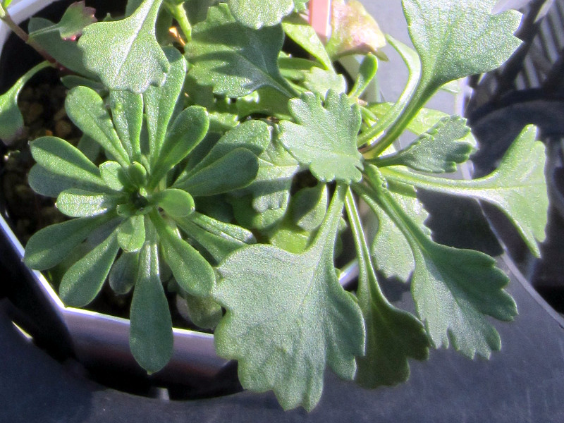�G�]�M�N�i�ڈ΋e�j