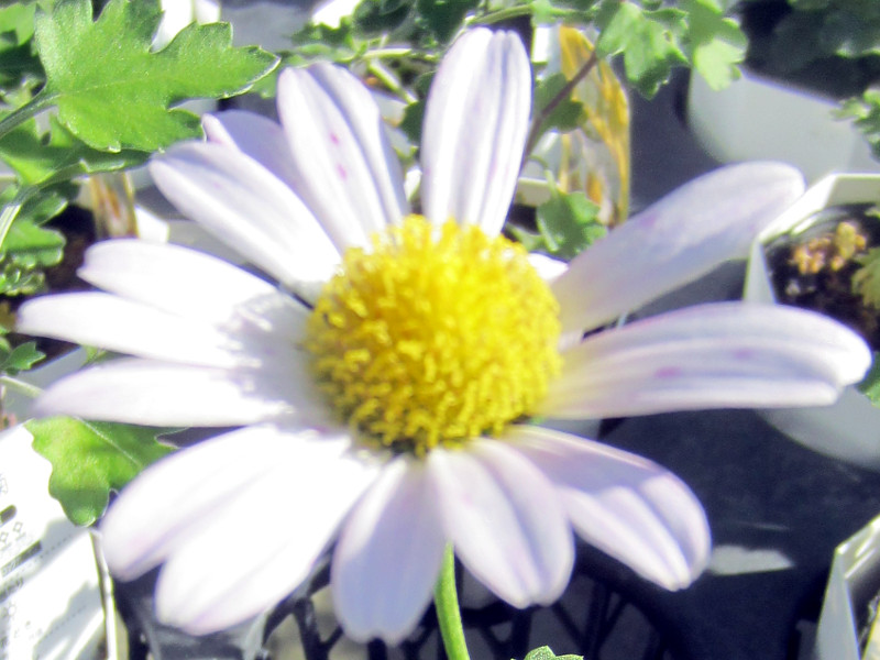 �G�]�M�N�i�ڈ΋e�j