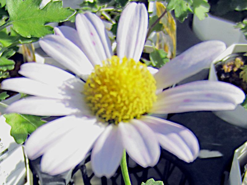 �T�c�}�M�N