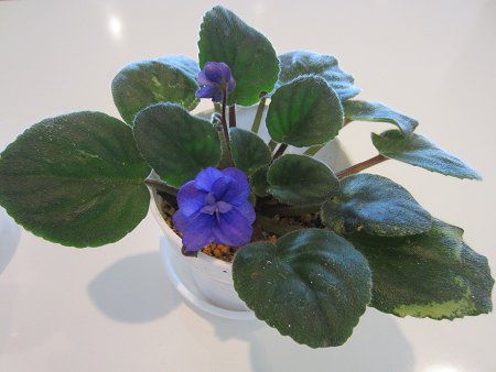 �Z���g�|�[���A(Saintpaulia)