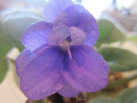 �Z���g�|�[���A(Saintpaulia)