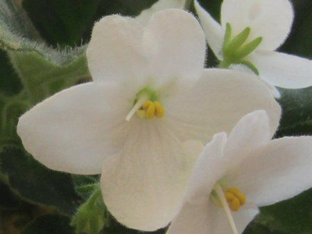 �Z���g�|�[���A(Saintpaulia)