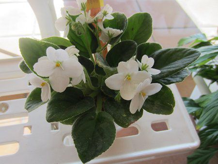 �Z���g�|�[���A(Saintpaulia)