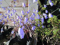 �C���V���W��