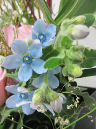 Oxypetalum caeruleum