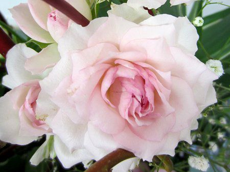 �o��(�K�N,Rose)