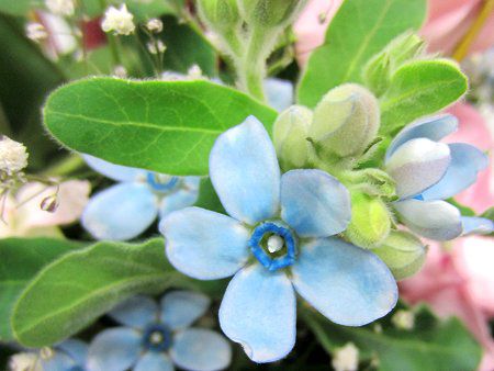 �I�L�V�y�^�����E�J�G�����E���ABlue star5