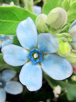 �I�L�V�y�^�����E�J�G�����E���ABlue star8