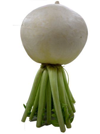�V���E�S�C���_�C�R���i����@�卪�j