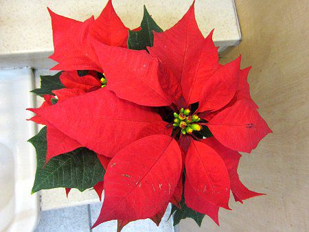 �|�C���Z�`�A(Poinsettia)