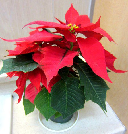 �|�C���Z�`�A(Poinsettia)