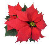 �|�C���Z�`�A(Poinsettia)
