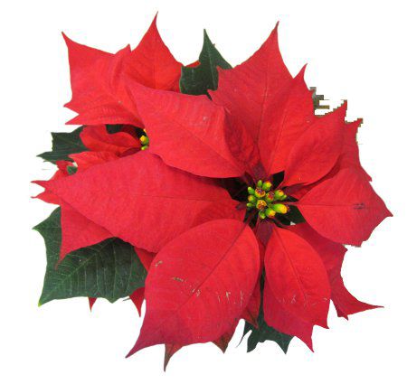 �|�C���Z�`�A(Poinsettia)