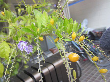 �f�������^(Duranta)1